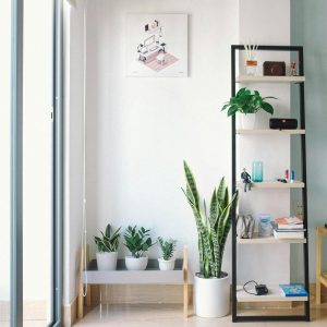 rectangular white and black wooden display rack beside green snake plant